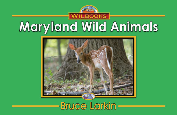 Maryland Wild Animals (Kindergarten Book) - Wilbooks