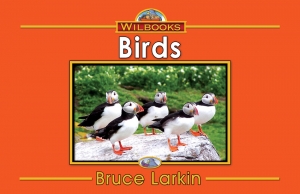 Birds -(Digital Download)