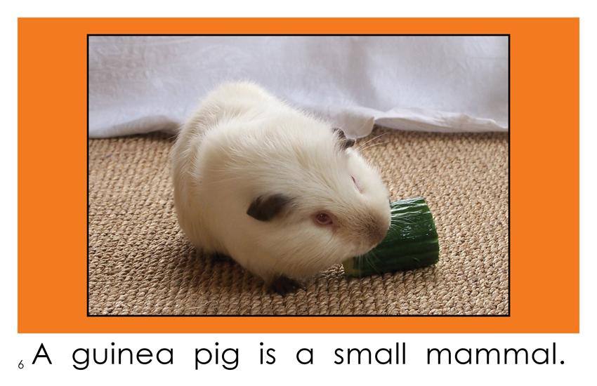 Small Mammals (Kindergarten Book) - Wilbooks