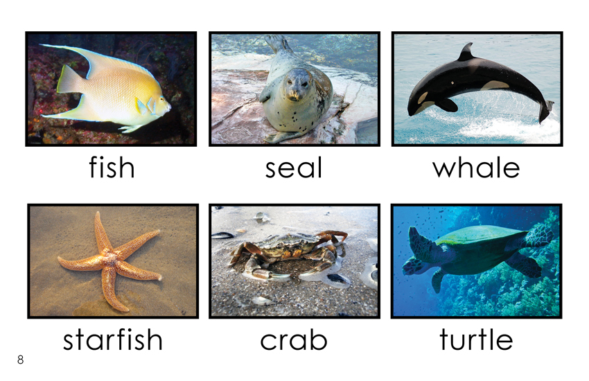 Atlantic Ocean Animals (Kindergarten Book) - Wilbooks