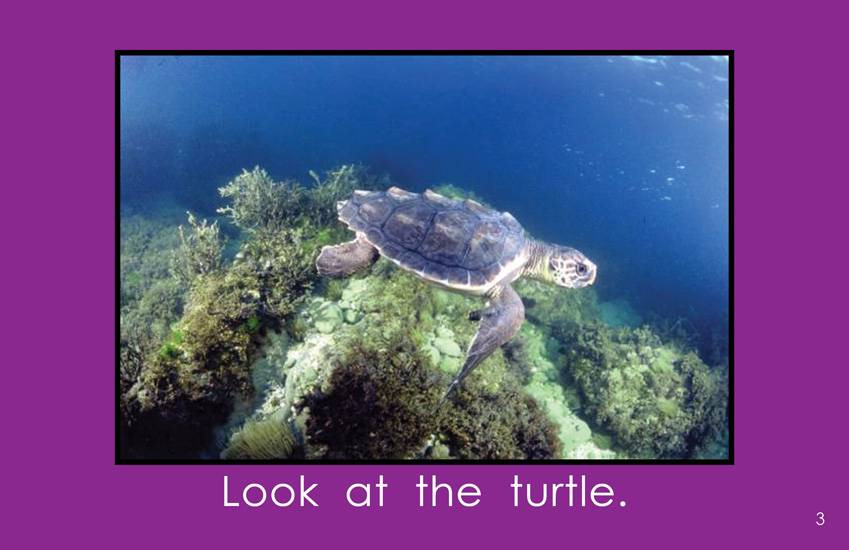 A Book About Sea Turtles (First Grade Book) - Wilbooks